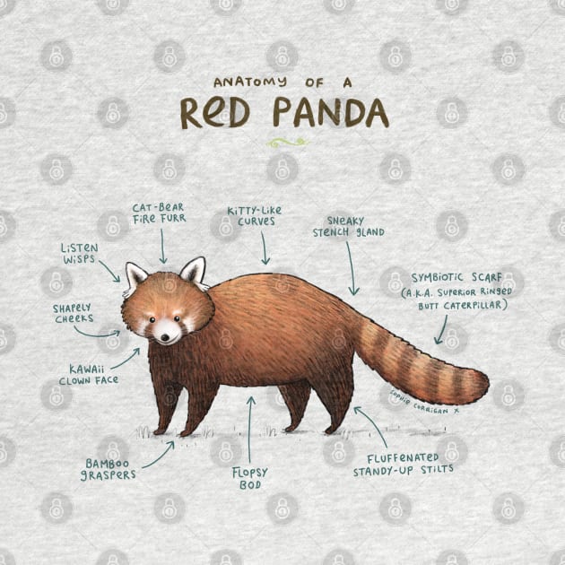 Anatomy of a Red Panda by Sophie Corrigan